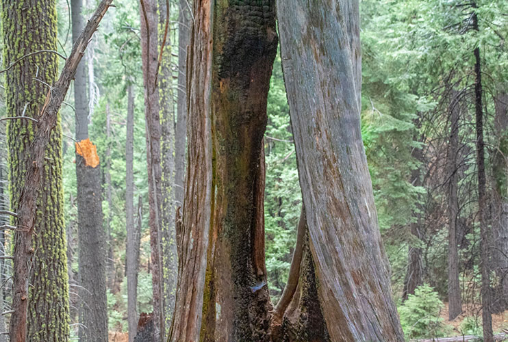 Secuoyas de Mariposa Grove