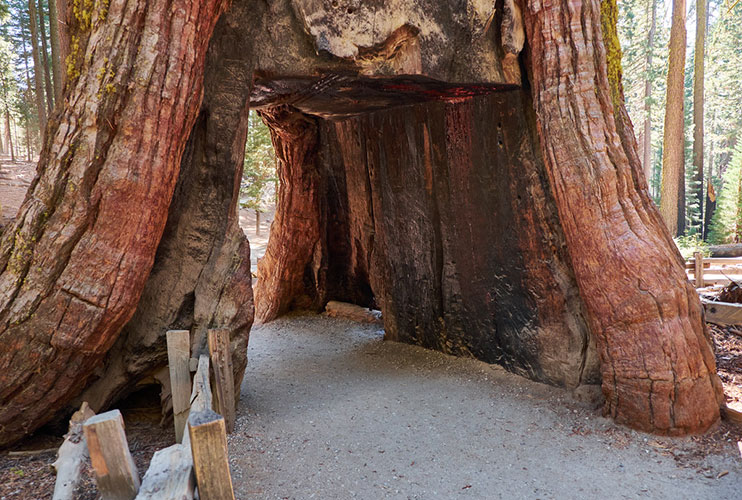 Mariposa Grove