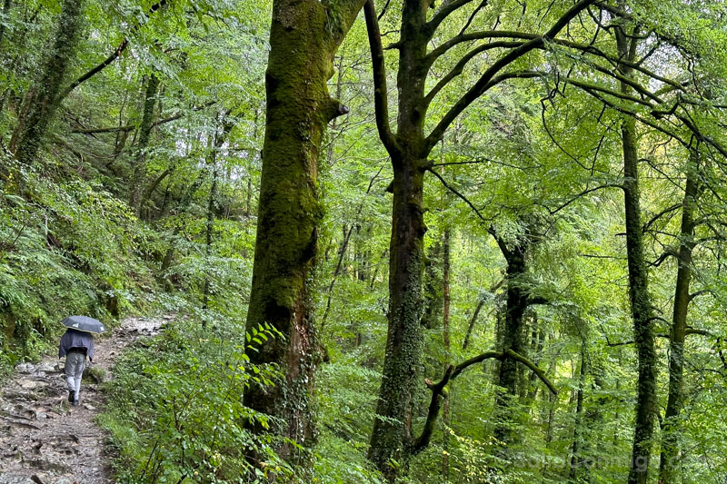 Pasarela Holzarte Subida JAAC Paraguas