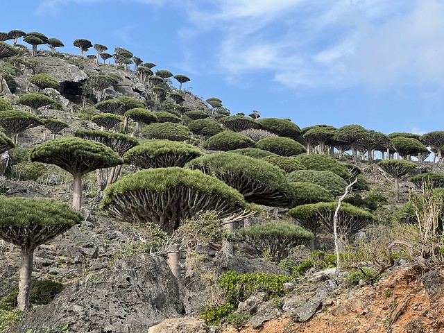 Bosque de dragos de Firmihin (Socotra)