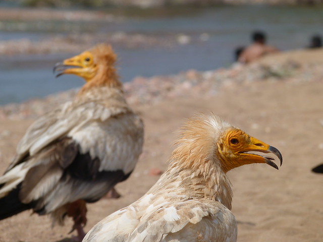 Alimoches en Socotra