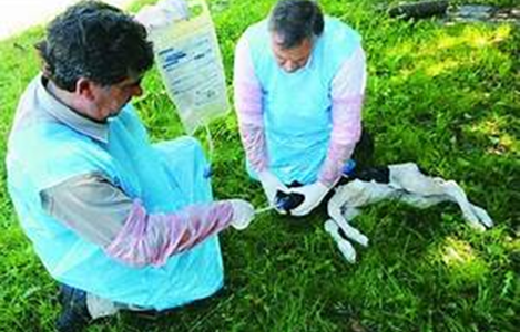 image 4 - Cuidados que Debes Seguir luego del Nacimiento de un Ternero: Garantizando su Salud y Bienestar