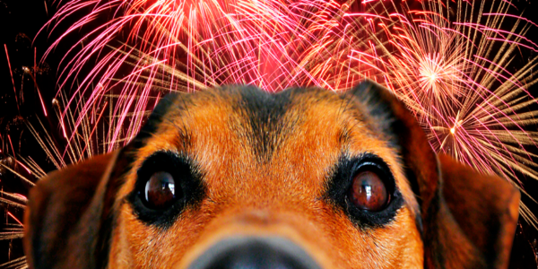 Fundación Yammine - ¡Síguelos! Consejos para proteger a las mascotas de la pirotecnia en Navidad - FOTO
