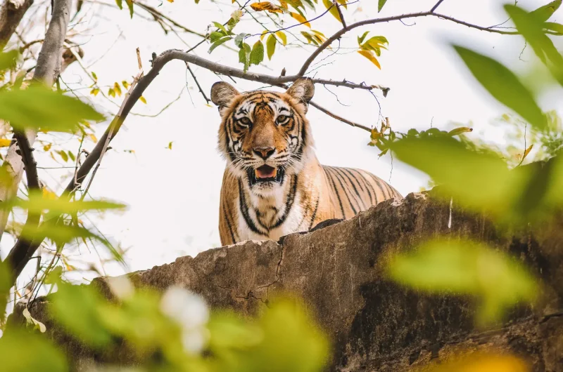 que ver en India Ranthambore