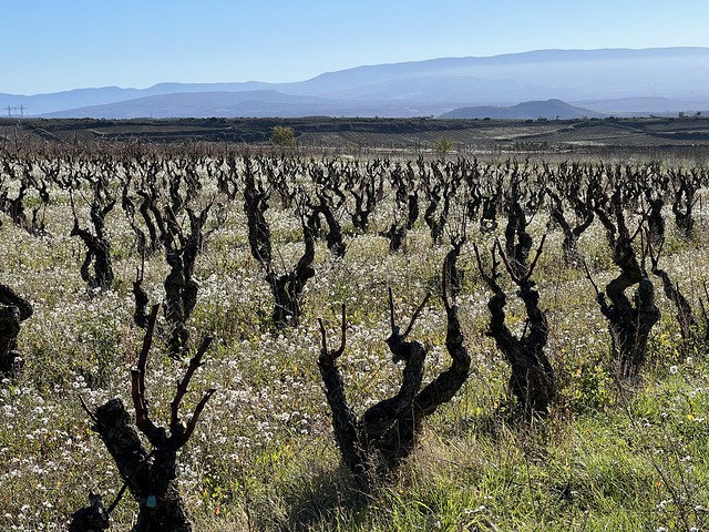 Viñedos en flor a las afueras de Briones (La Sonsierra, La Rioja)