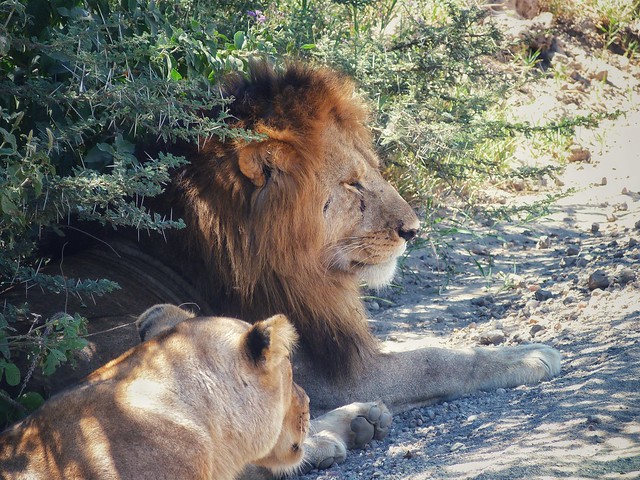 Leones en Tanzania
