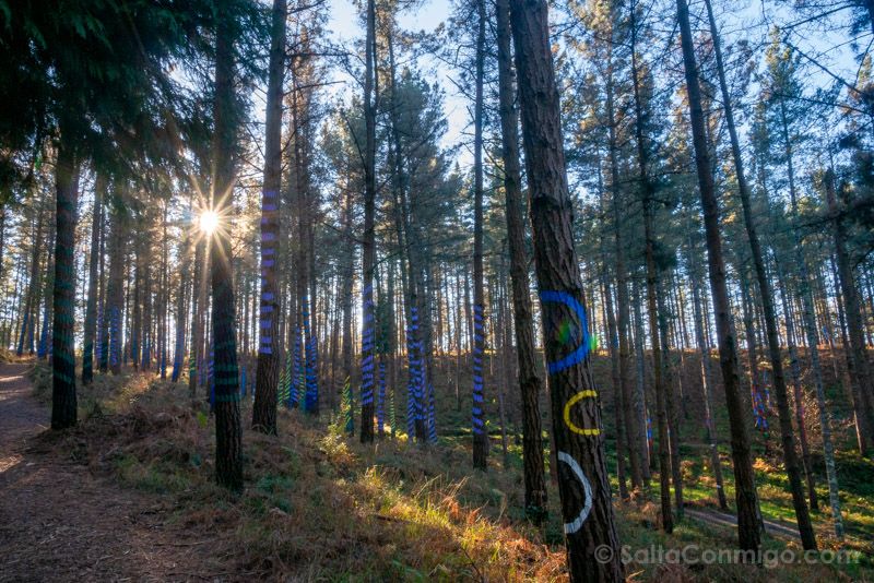 Bosque de Oma Circulos Colores Minimal Bizkaia Vizcaya