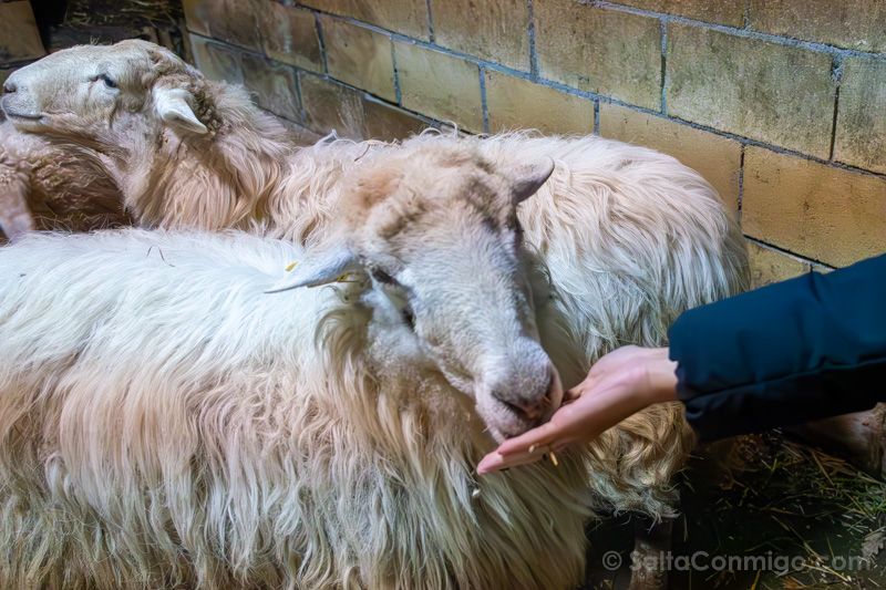 Alluitz Natura Bizkaia Vizcaya Oveja Comiendo Mano
