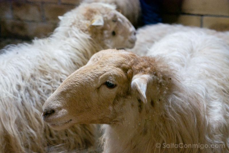 Alluitz Natura Bizkaia Vizcaya Ovejas