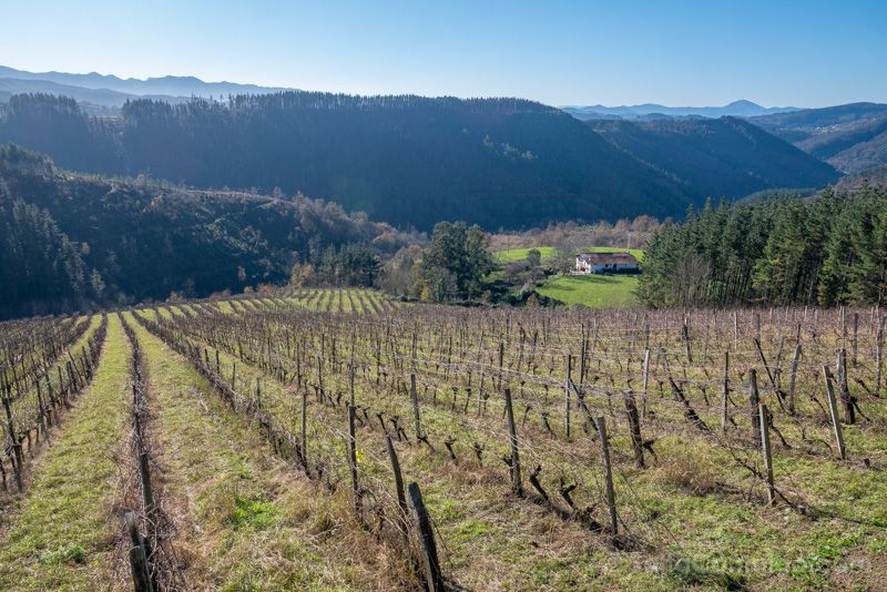 Bodega Berroja Bizkaia Vizcaya Vides