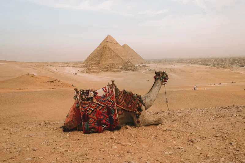 visitar las Pirámides de Giza camellos