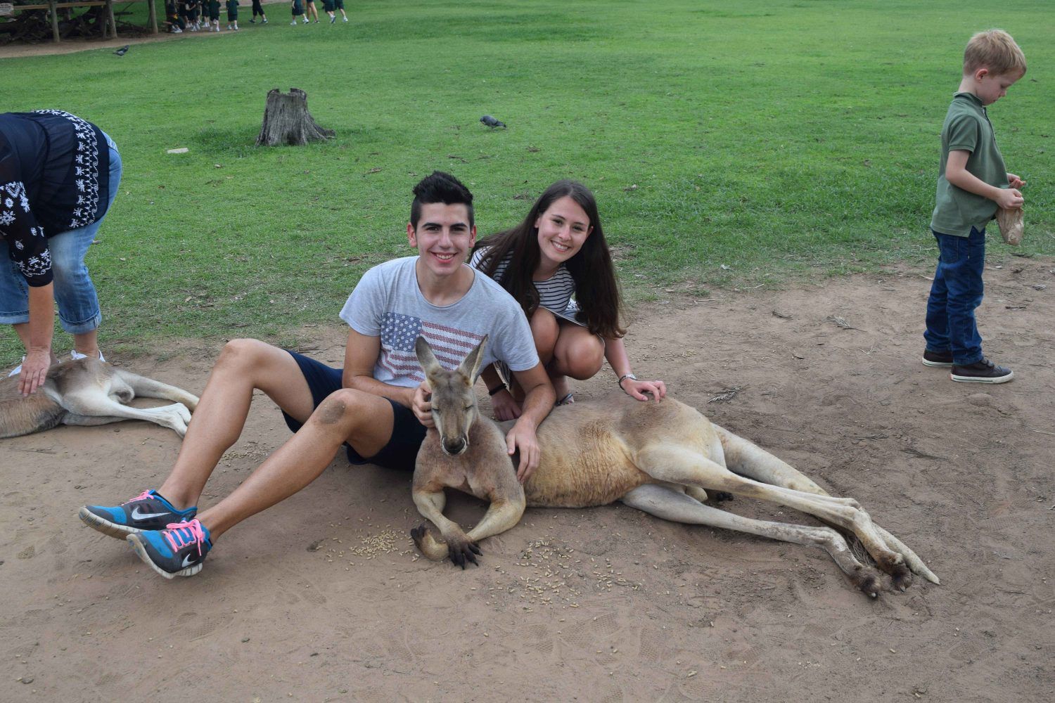 lone pine koala sanctuary