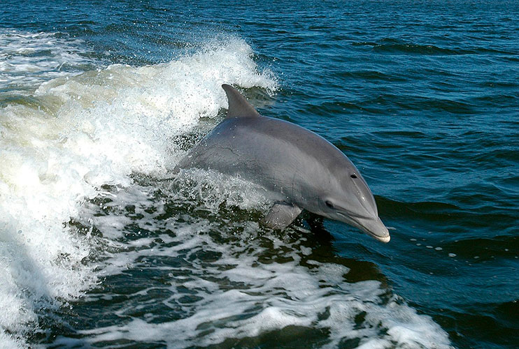Que hacer en Benalmadena: avistamiento de cetáceos
