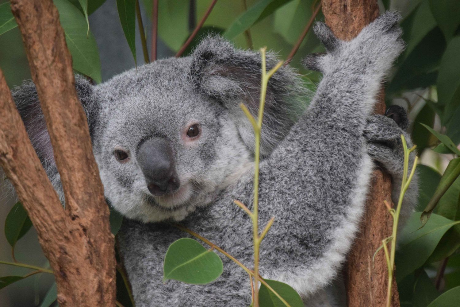 lone pine koala sanctuary lone pine koala sanctuary