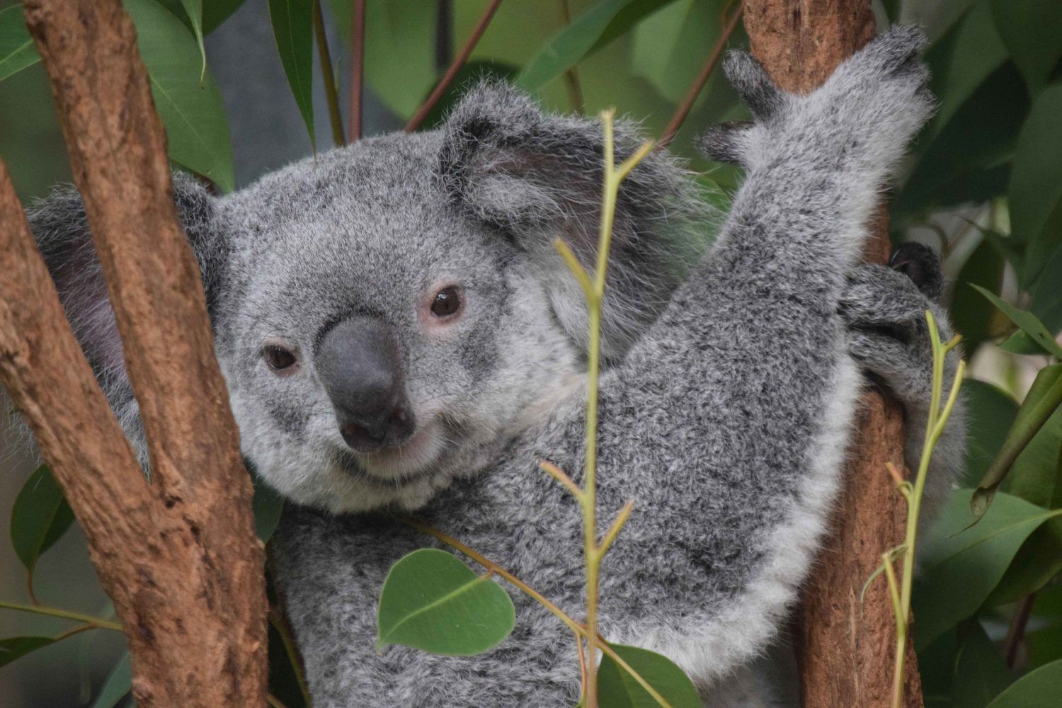 lone pine koala sanctuary