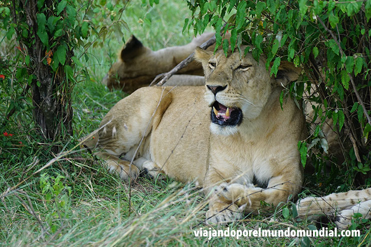 Guía para viajar a Kenia