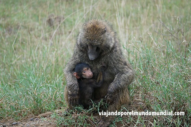 Viajar a Kenia: Nakuru