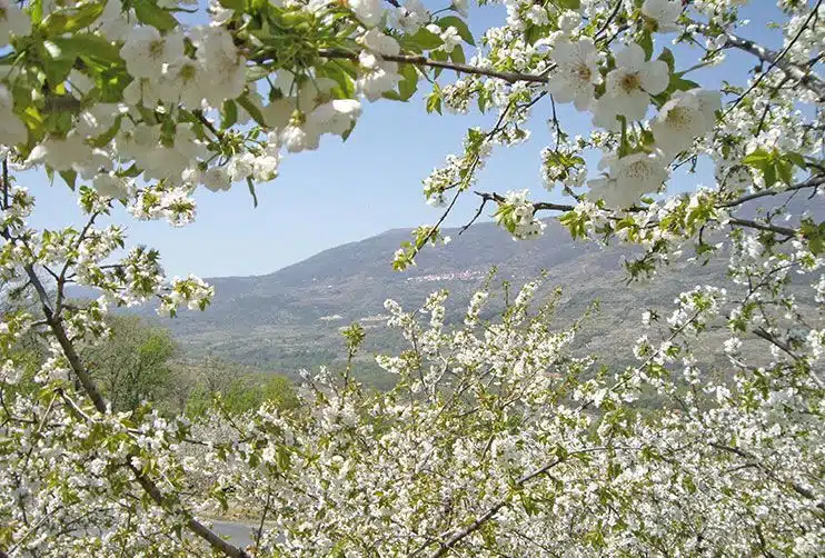 Valle del Jerte