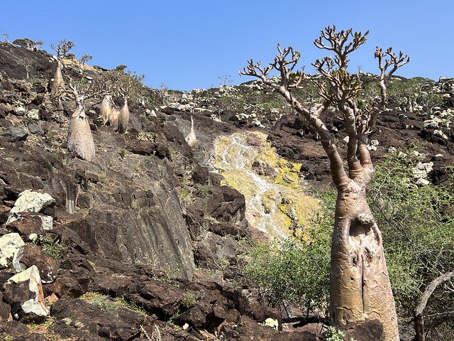 Árboles de botella en Socotra