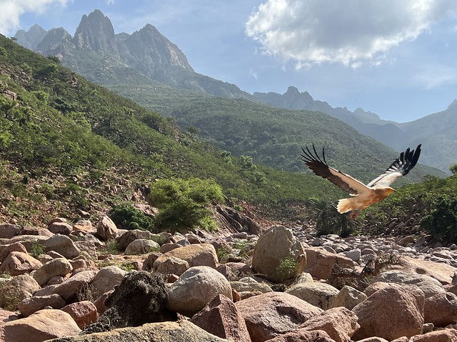 Alimoche volando en Wadi Deneghen (Socotra)