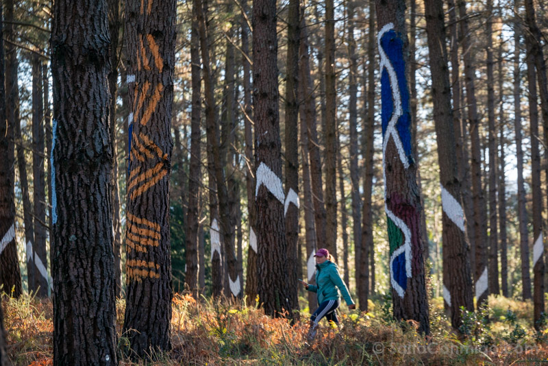 Bosque de Oma Lineas Visitante