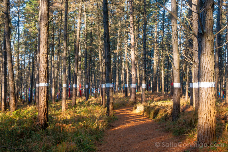 Bosque de Oma Linea Horizontal