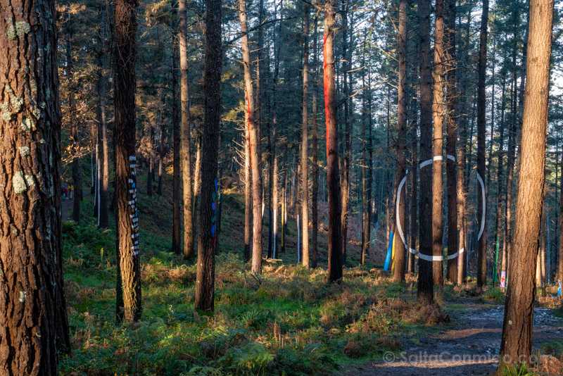 Bosque de Oma Circulo