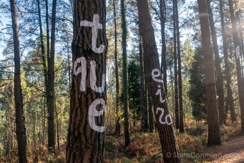 Bosque de Oma Te Quiero