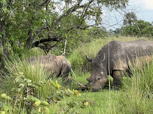 Rinoceronte en Uganda
