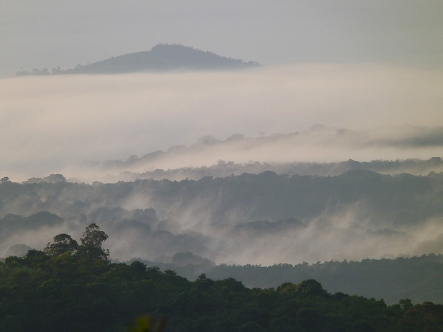 Bosque de Kibale con niebla