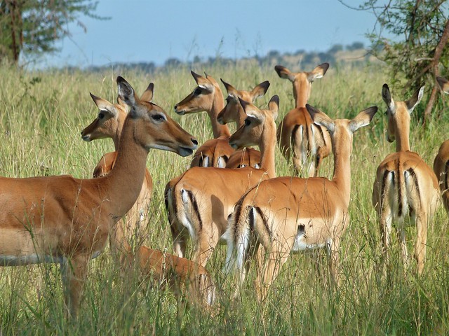 Impalas en Uganda