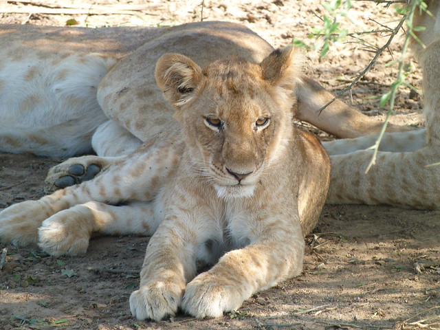 Cría de león en Uganda