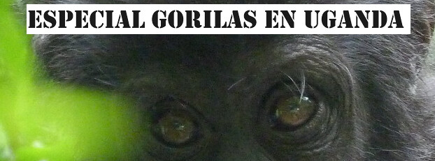 Banner especial Gorilas en Uganda (Guía para viajar a Uganda)