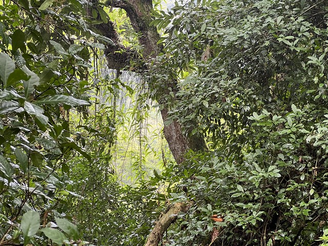 Paisaje del Bosque Impenetrable de Bwindi en Uganda