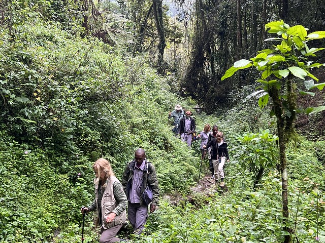 Trekking de los gorilas en Uganda