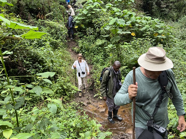 Trekking de los gorilas en Uganda