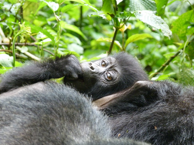Gorilas de montaña en Uganda