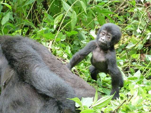 Gorilas en el viaje a Uganda