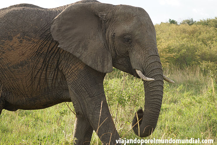 Los mejores safaris en Kenia: Masai Mara