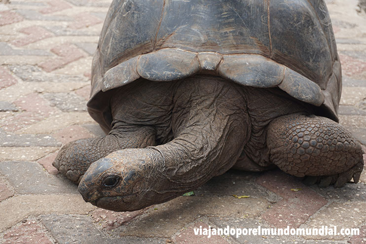 Tortugas gigantes en Zanzíbar