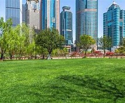 Rodear las Ciudades con Bosques: Una Solución Urbana para un Futuro Sostenible 