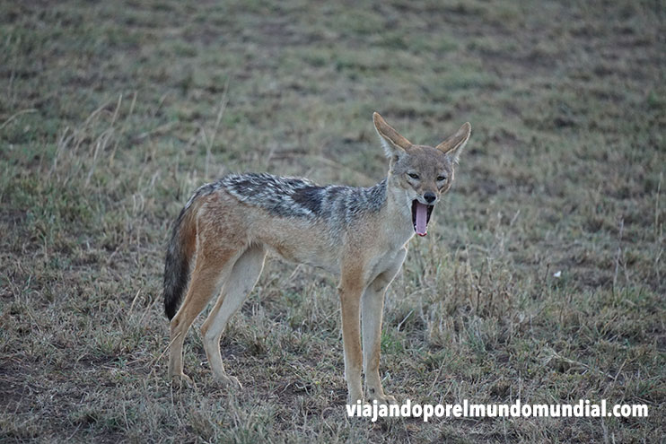 Qué ver en Tanzania: Serengueti