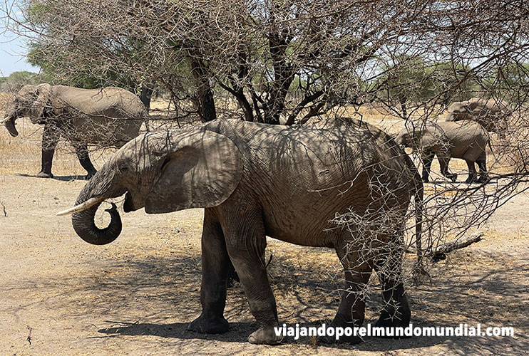 Que ver en Tanzania: Tarangire