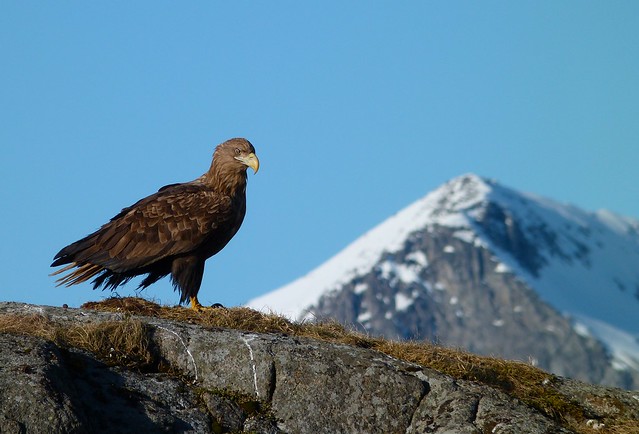 Águila de cola blanca en Noruega