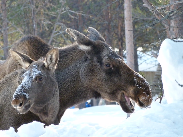 Alces en Laponia
