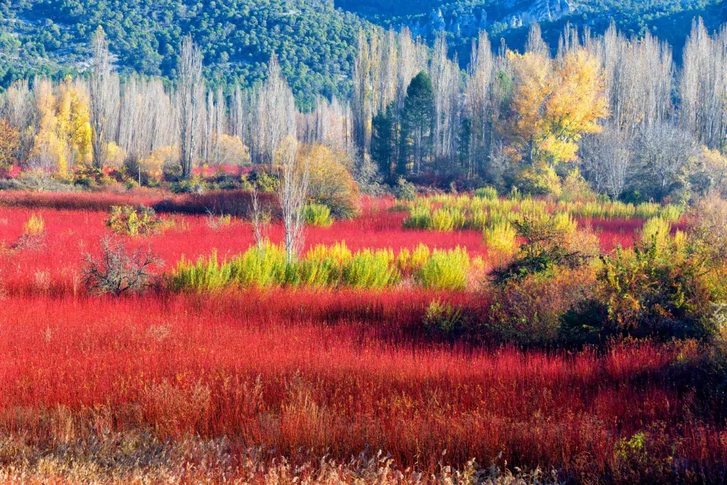 Mimbre en Cañamares, serranía de Cuenca