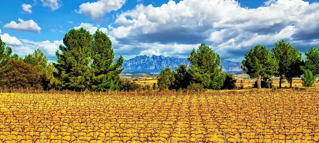 El Penedès con Montserrat al fondo