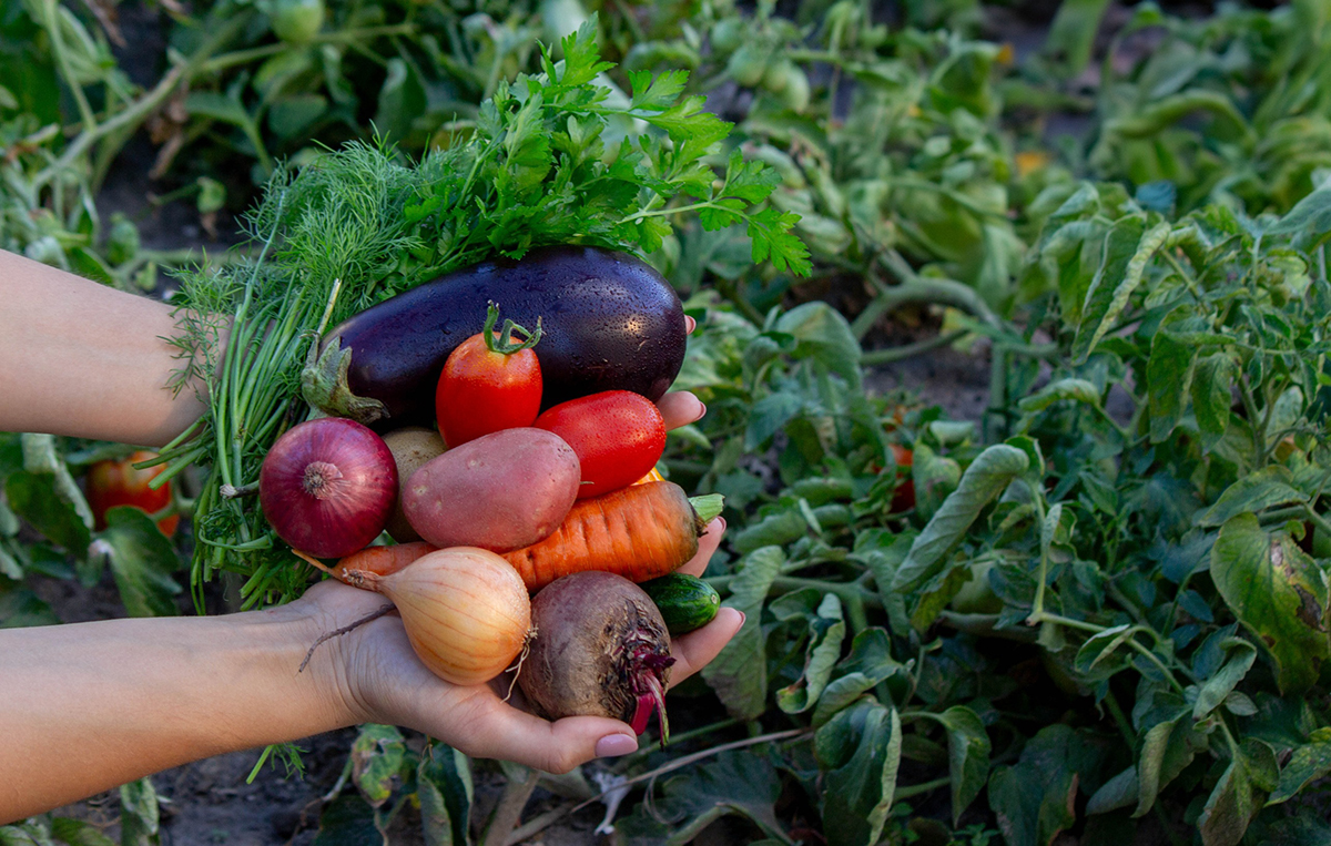 Futuro agroalimentario sostenible