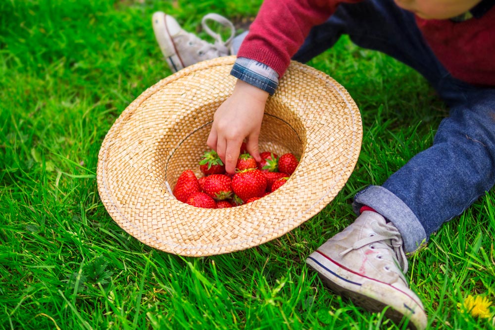 fresas ecológicas