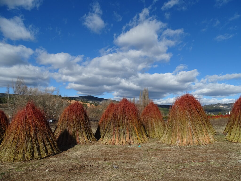 Varas de mimbre recolectadas. Por jaime.